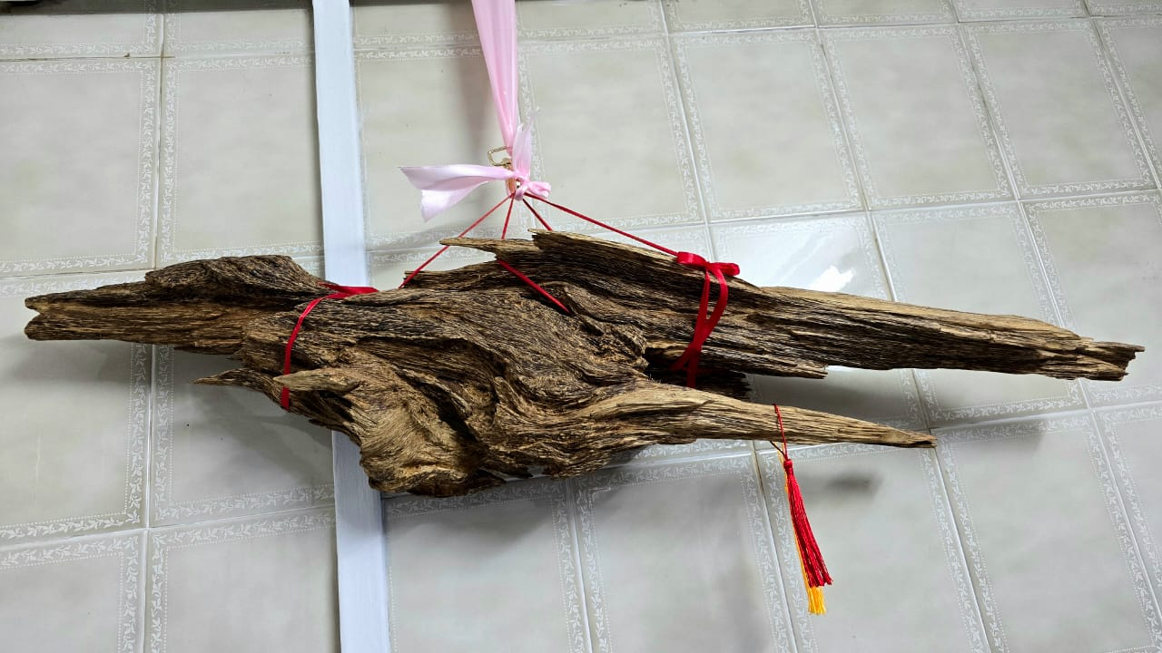 Dancing Phoenix — suspended view