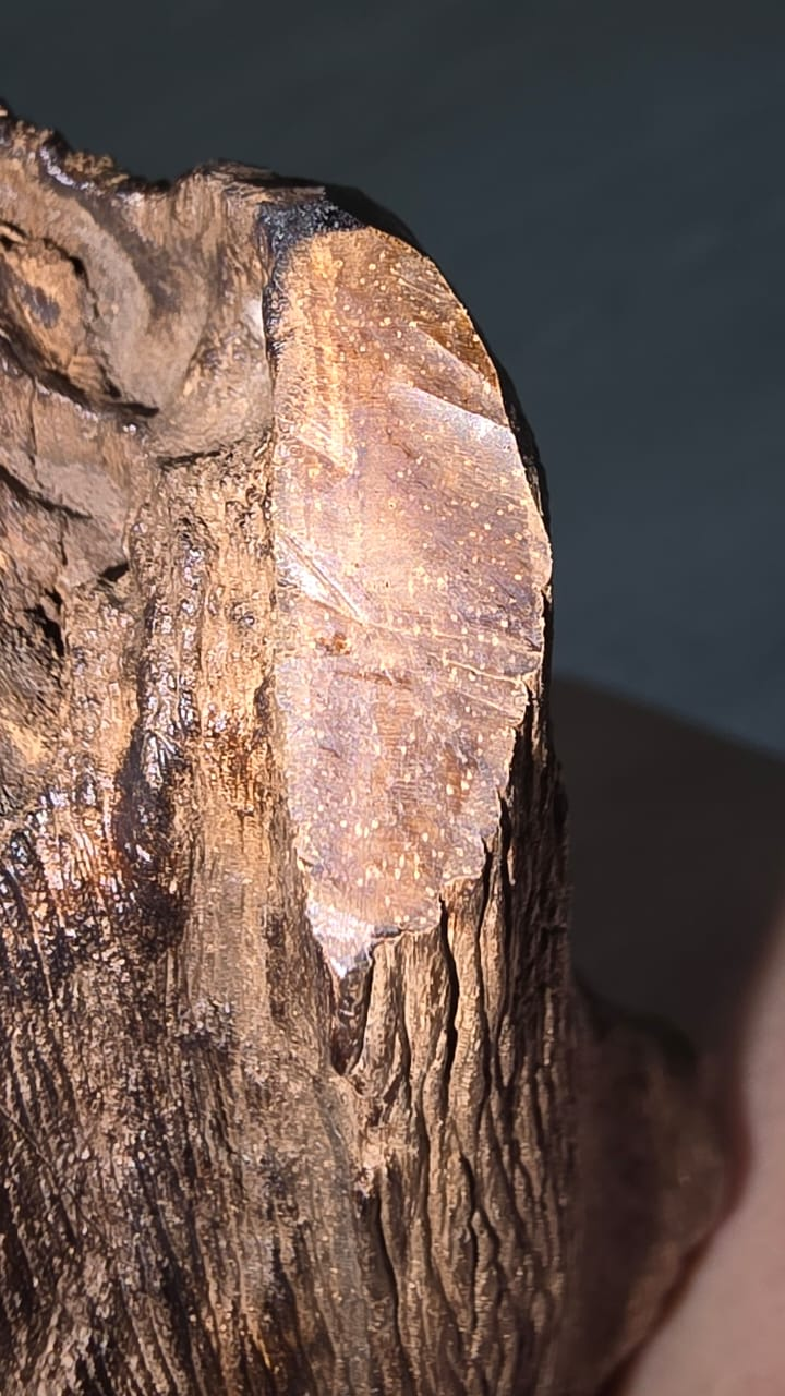 Emperor’s Cup, 1373gm old agarwood — wood detail