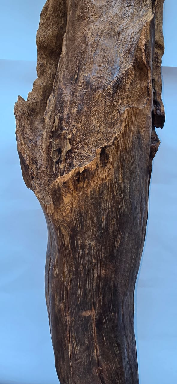 White Cabbage — wood grain