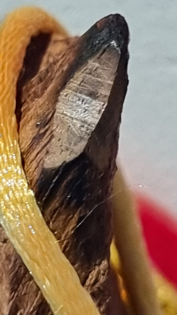 White Cabbage — cut-end detail